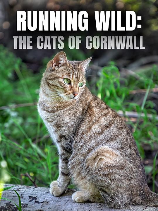 Running Wild: The Cats of Cornwall